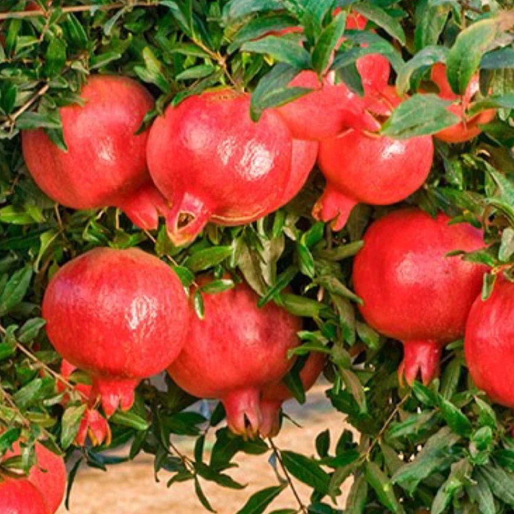 Sweet hybrid pomegranate seedlings