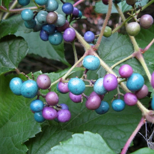 Seven-color grape seedlings
