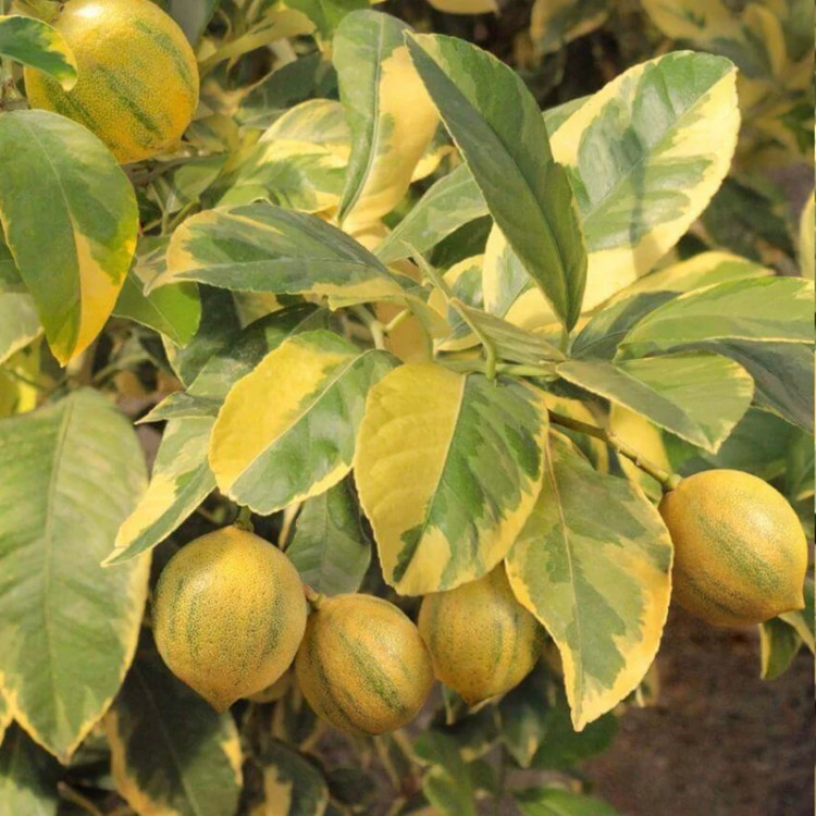 نهال زیبا و کم یاب