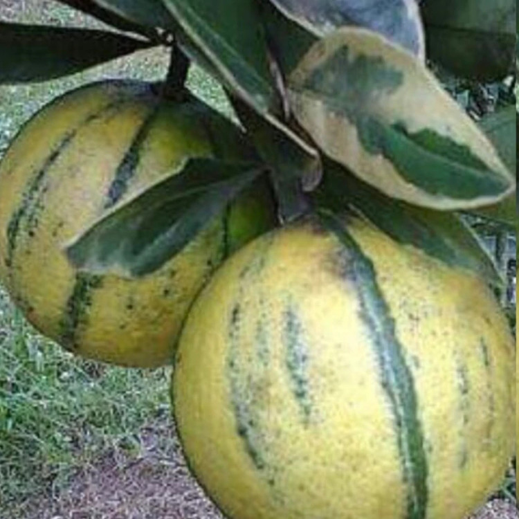 نهال خربزه درختی