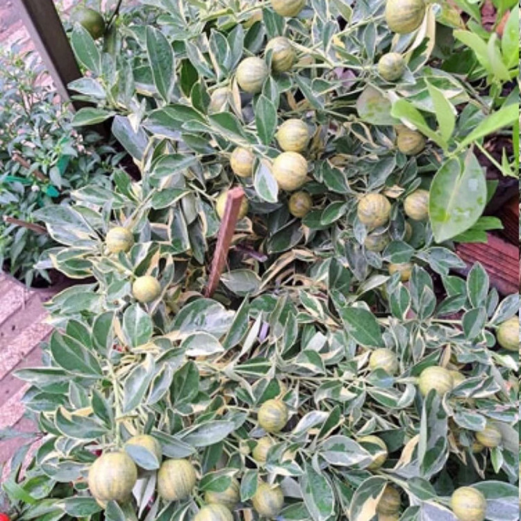 نهال لیمو ترش خونی ابلق