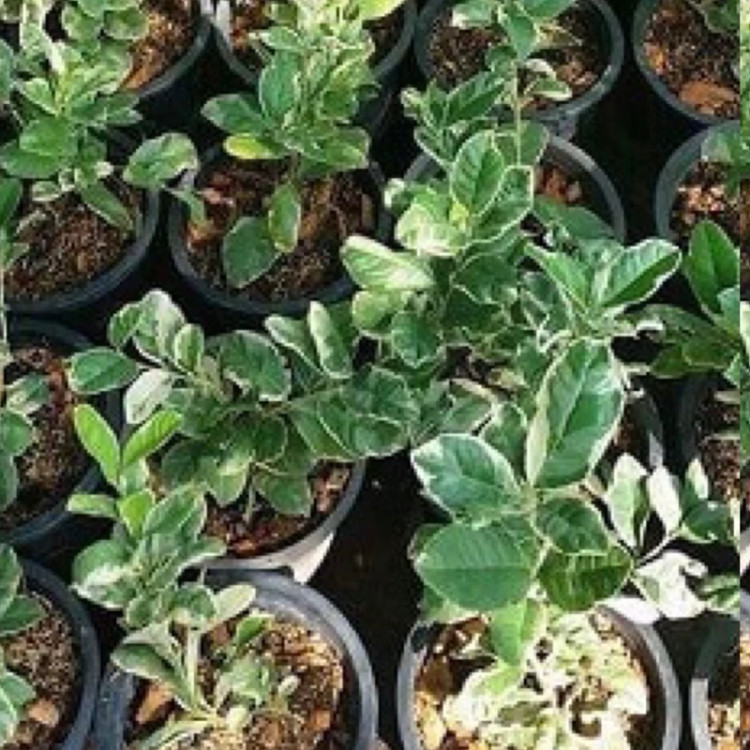 Bloody sour lemon seedlings