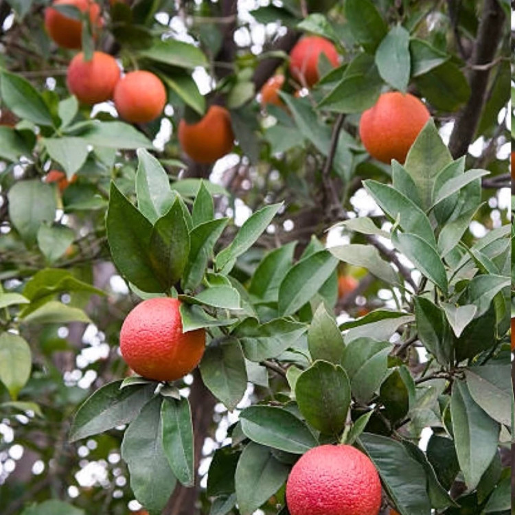 خرید درخت بزرگ