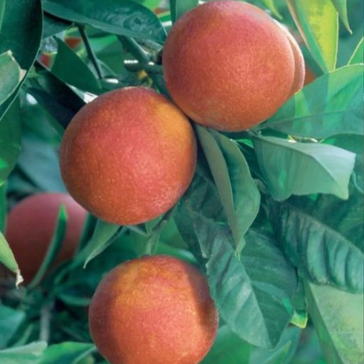 خرید نهال میوه و پرتقال