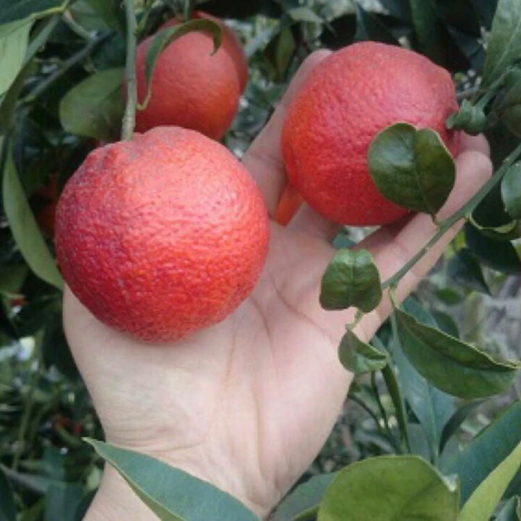 خرید نهال بزرگ گلدانی