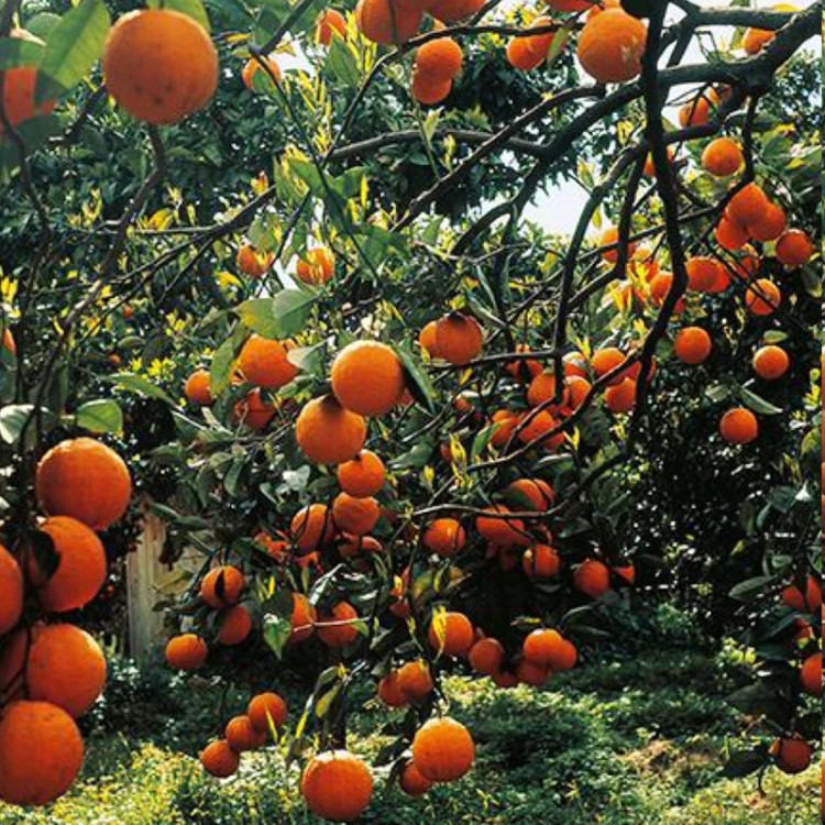 نهال لیمو بزرگ ابدار