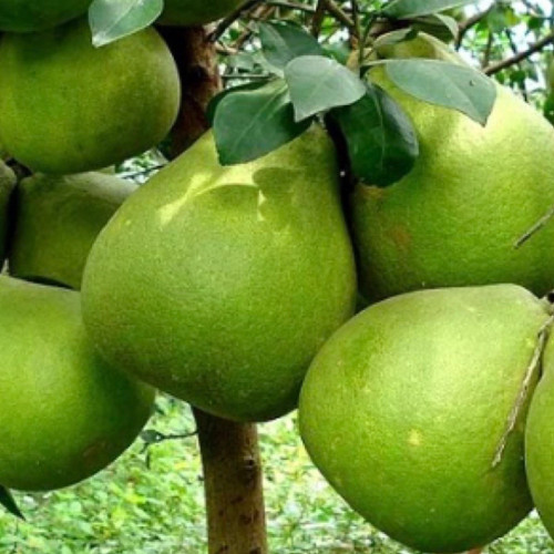 Vietnamese sweet pomelo seedlings