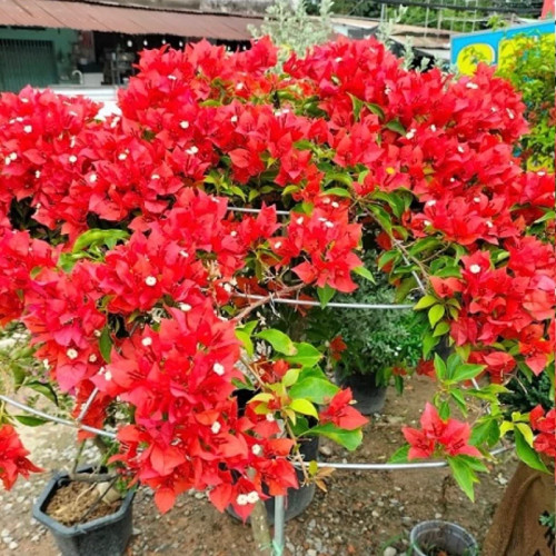 نهال گل کاغذی قرمز بزرگ و خوشگل