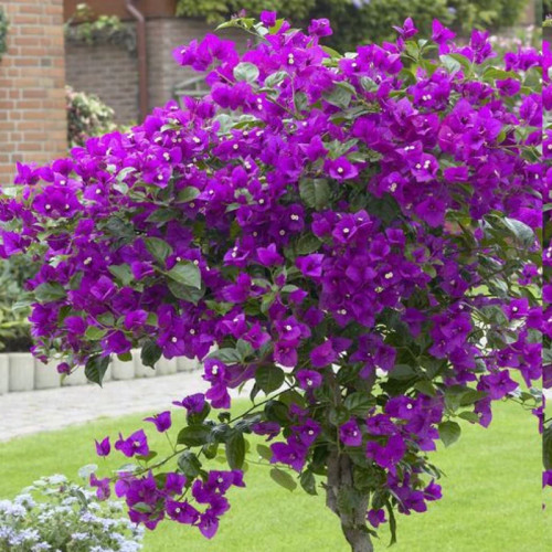 خرید گل زیبای کاغذی