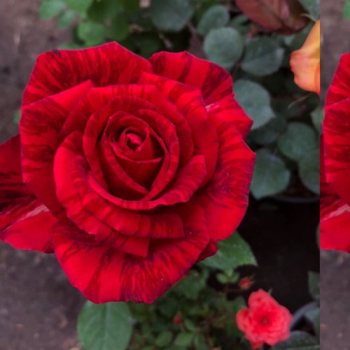 نهال رز مخملی قرمز