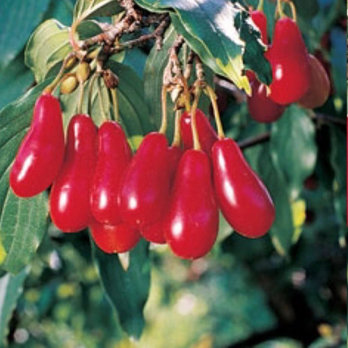 Large blueberry seedlings