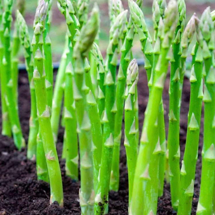 نهال کمیاب و خاص