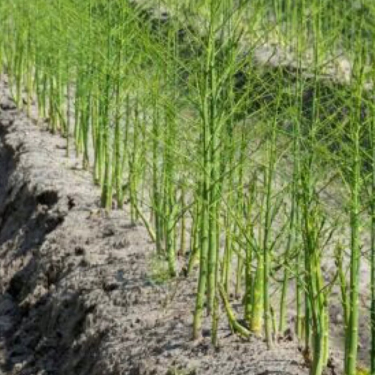 خرید نهالنهال مارچوبه ژاپنی