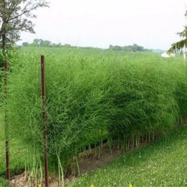Japanese asparagus seedlings