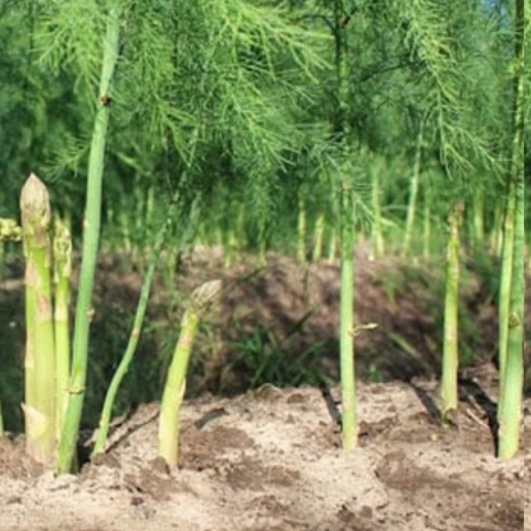 نهال خاص گلدانی مارچوبه