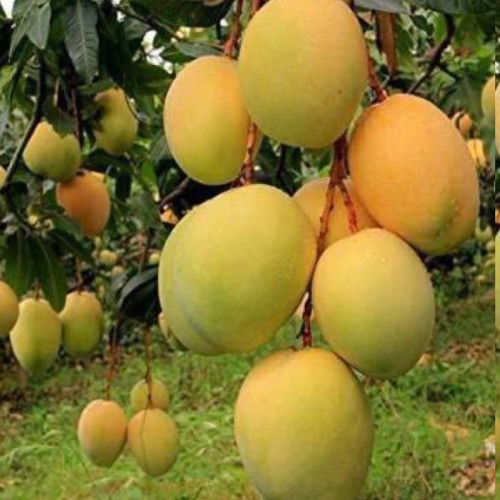 خرید نهال بزرگ انبه