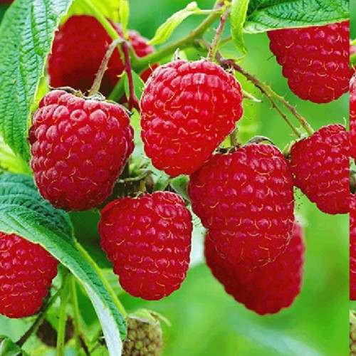 نهال راز بری بزرگ