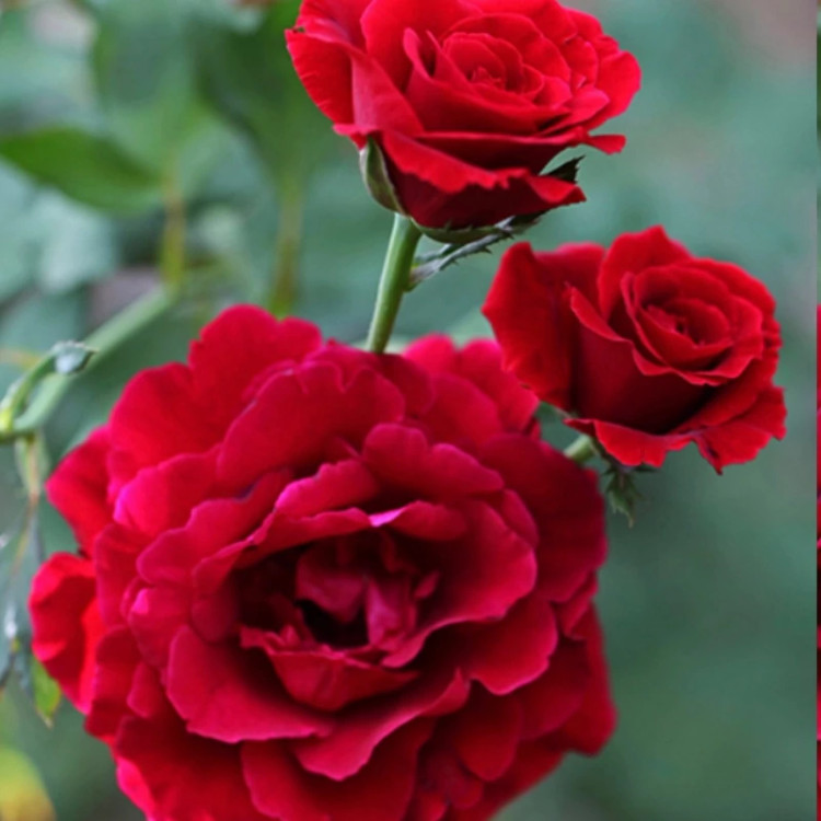 Fragrant red rose seedlings
