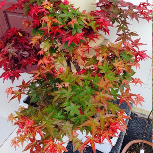 Fragrant pink rose seedlings