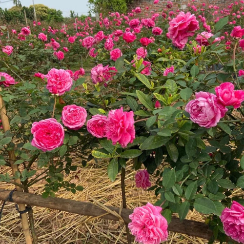 نهال زیبا و بزرگ رز