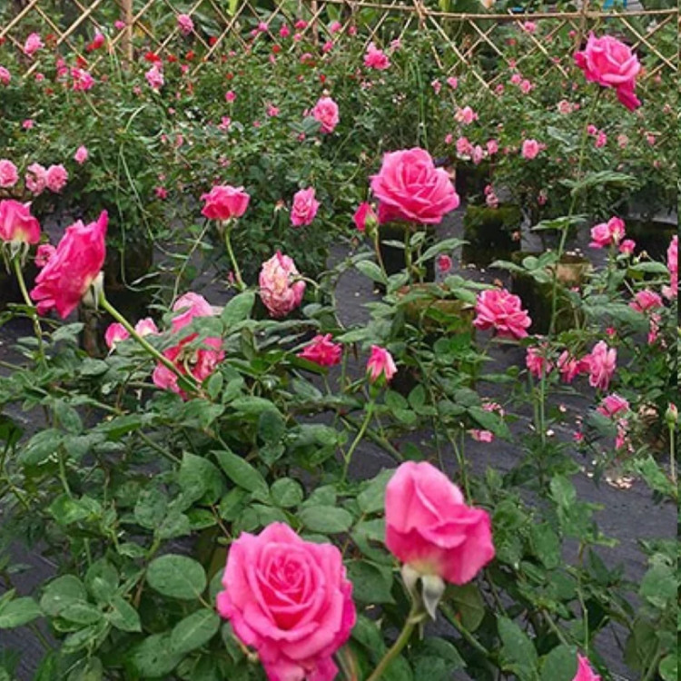 Fragrant pink rose seedlings