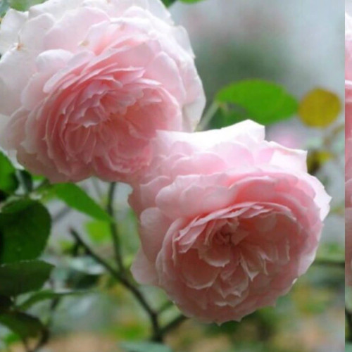 Special pink rose seedlings