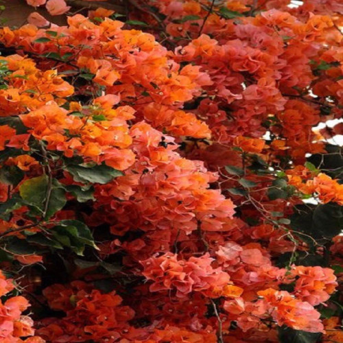 نهال گل زیبا و بزرگ