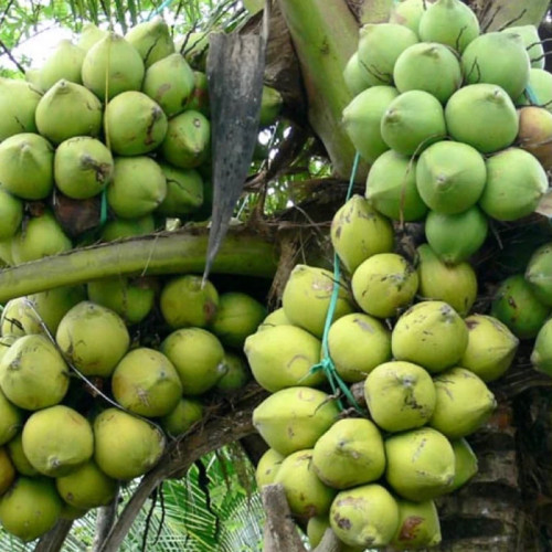 نهال نارگیل گلدانی