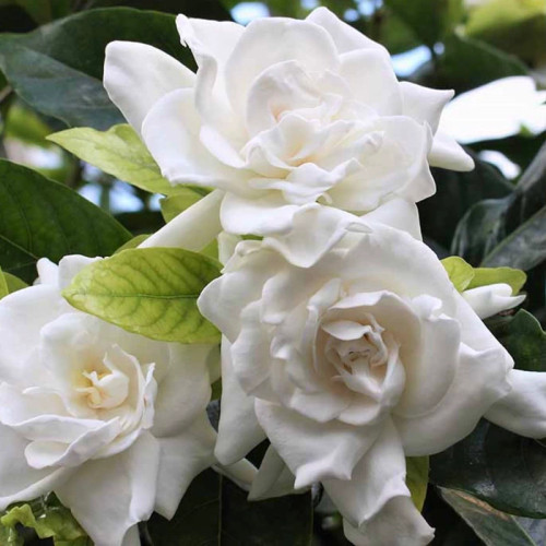 خرید نهال زیبا