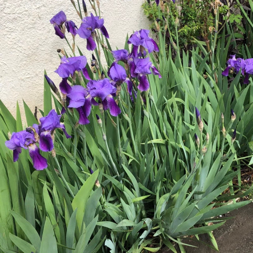 Japanese violet lily bush