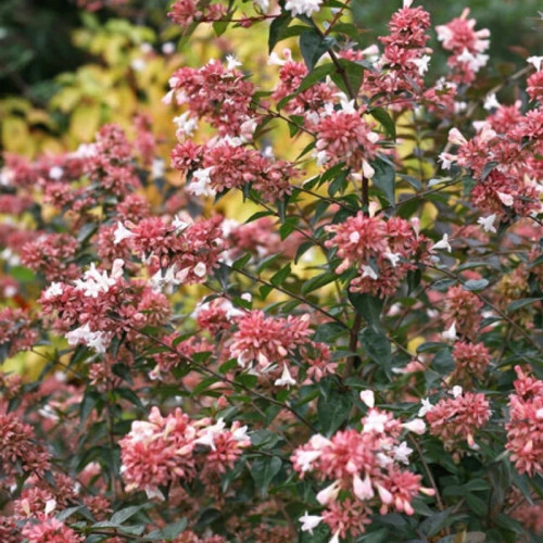 نهال خاص و شاداپ