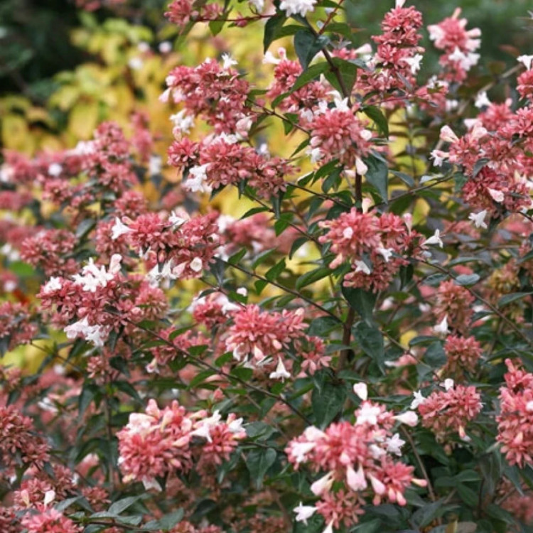 نهال خاص و شاداپ