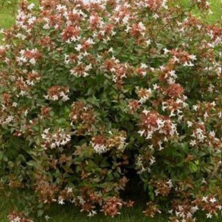 Royal jasmine seedlings