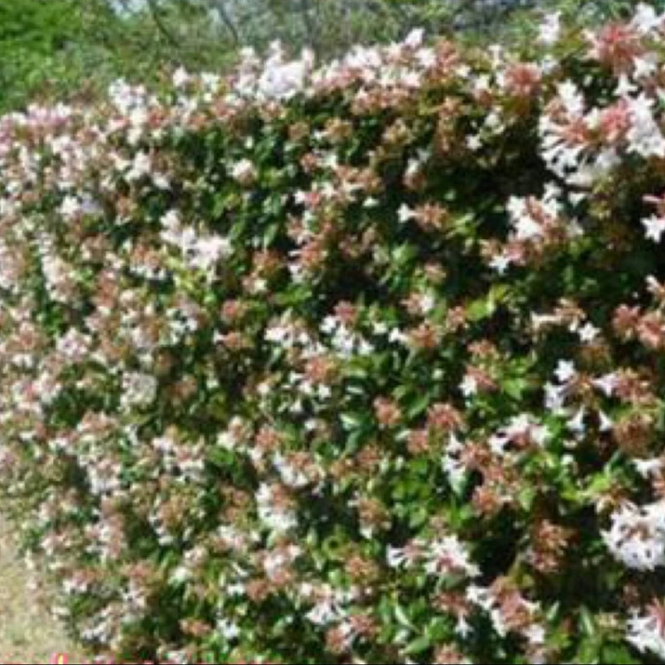 نهال بزرگ و گلدانی