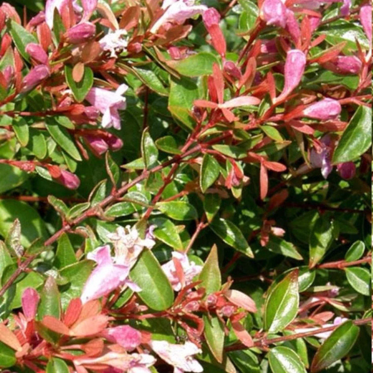 خرید نهال یاس سلطنتی