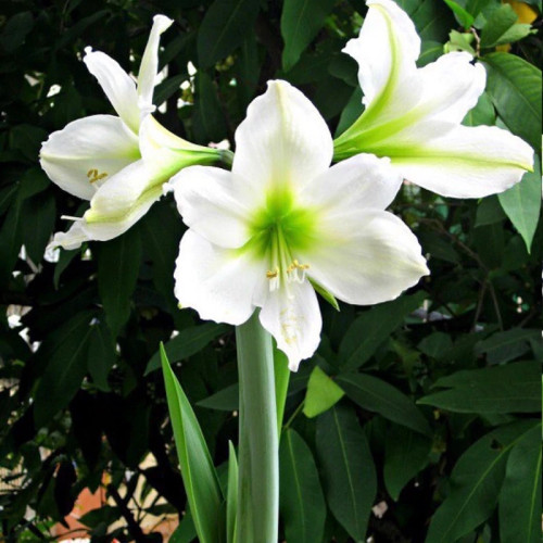 خرید گل White amaryllis bush