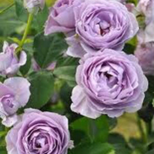 نهال رز زیبا و خاص