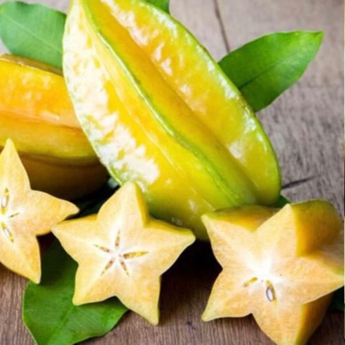 خرید نهال بزرگ و گلدانی