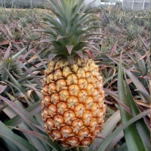 نهال بزرگ و خوشگل