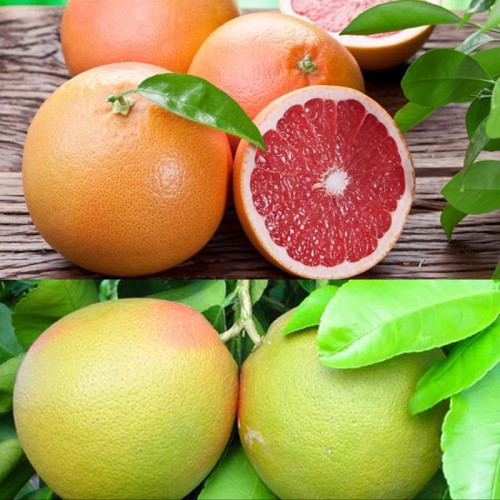 Ruby grapefruit seedlings