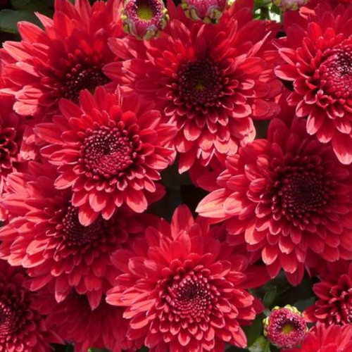 Red chrysanthemum seedlings