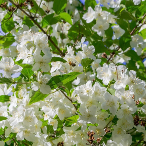 خرید نهال یاس درختی