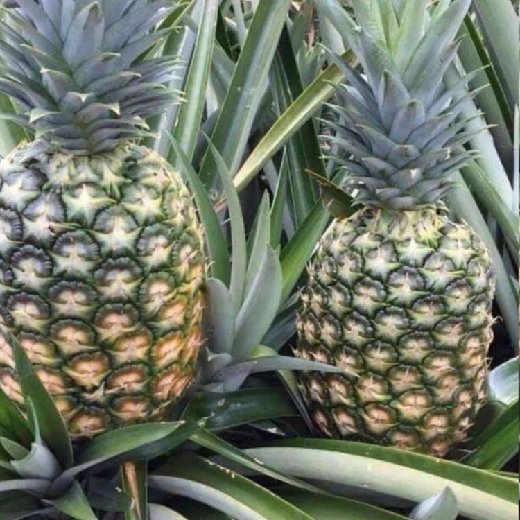 نهال آناناس بزرگ خاص