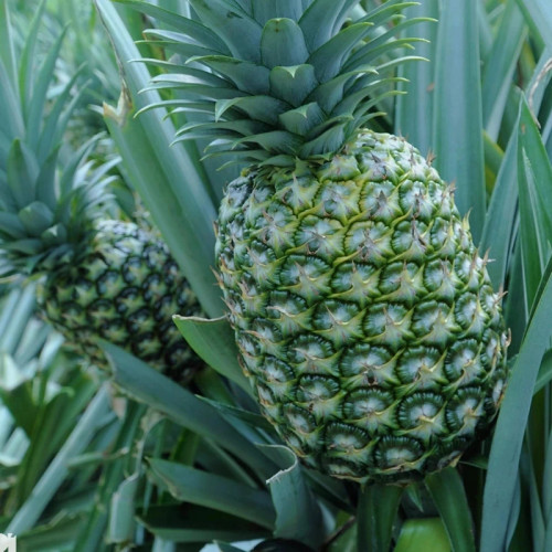 نهال کم یاب