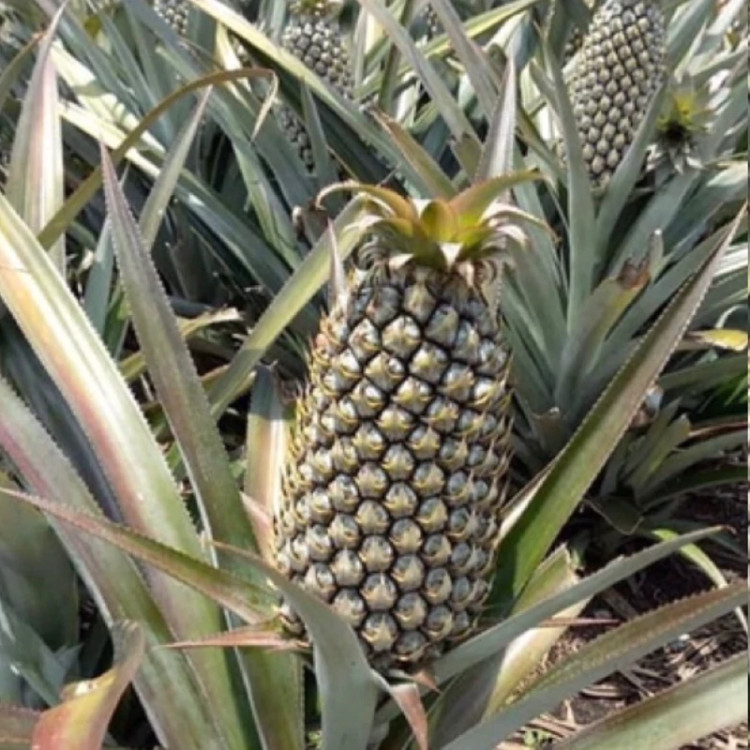 Green pineapple seedlings