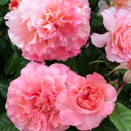 سایز بزرگ گلدانی