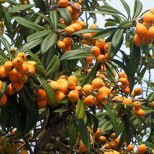 خرید نهال ازگیل