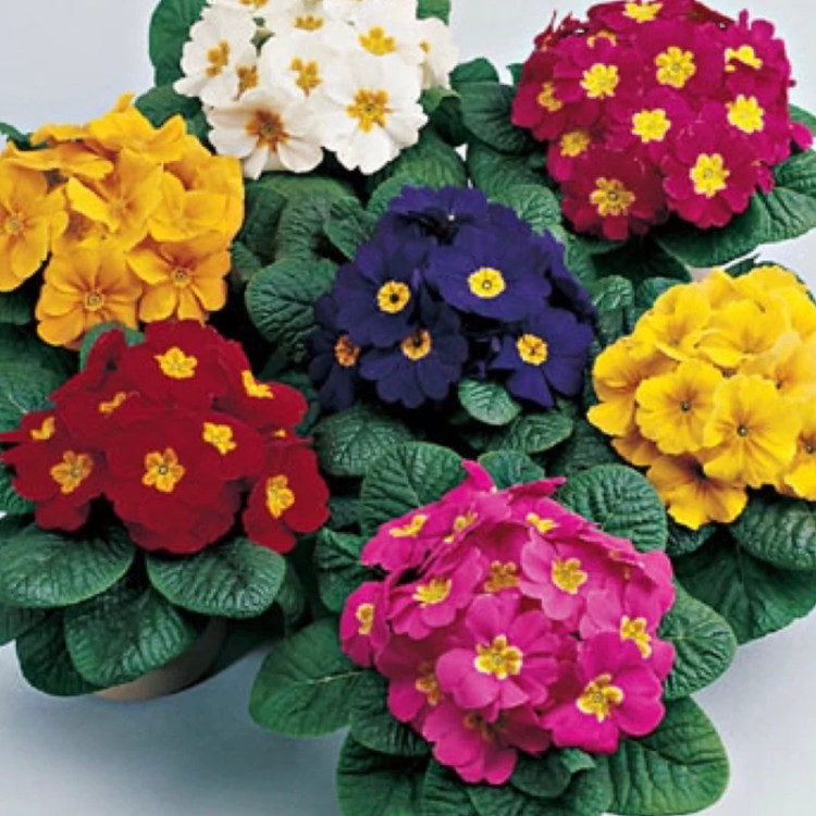 بوته گل پامچال بزرگ