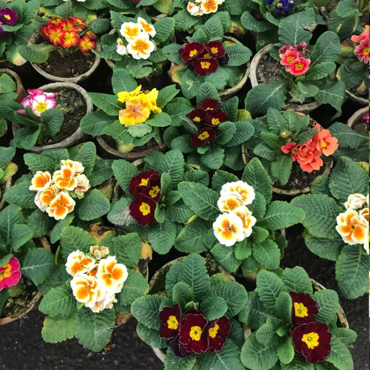 خرید نهال گلدانی