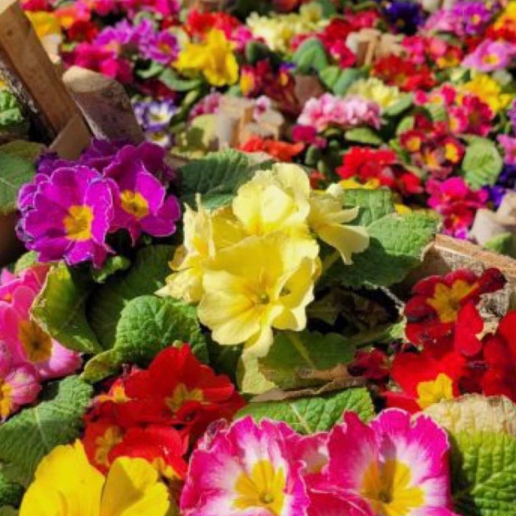 خرید گل زیبا